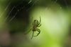Die Spinne: ein hierzulande harmloses Tier, dennoch von vielen Menschen gefürchtet.
